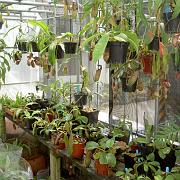 Greenhouse Interior_2